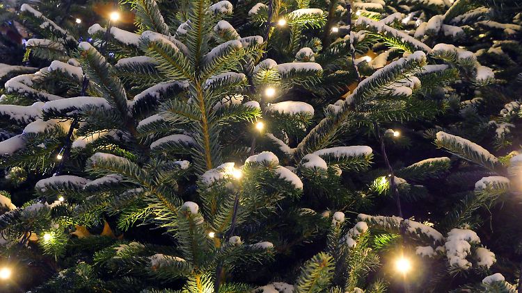 Welche Lichterketten sind besonders begehrt?