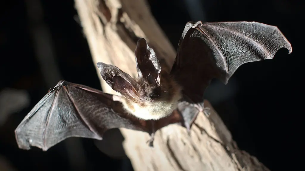Eine-ausgestopfte-Fledermaus-der-Gattung-Graues-Langohr-Plecotus-austriacus-im-Naturhistorischen-Museum