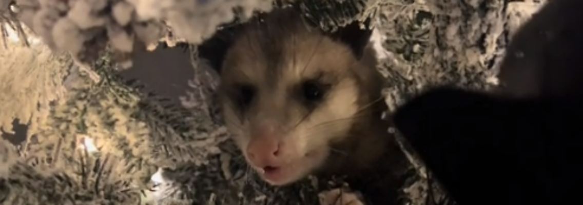 Opossum.PNG