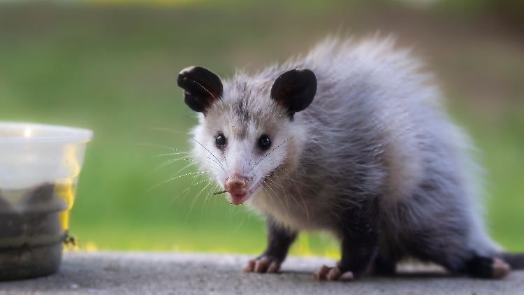 Mit einem Opossum zwischen ihren Weihnachtskugeln hatte die Tiktok-Nutzerin nicht gerechnet. 