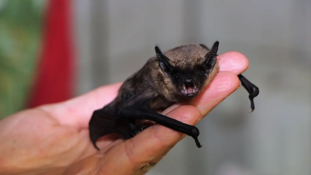 Eine-Zwergfledermaus-sitzt-in-einer-Auffangstation-auf-einer-Hand
