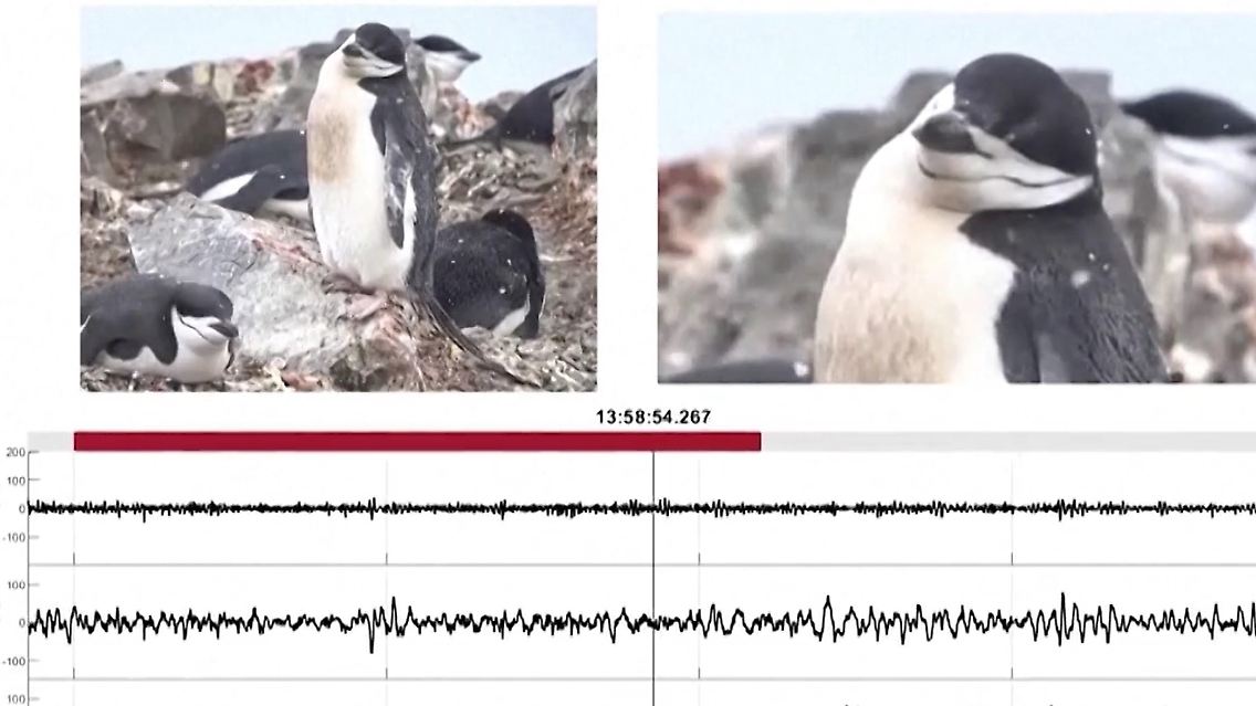 Pinguine.jpg