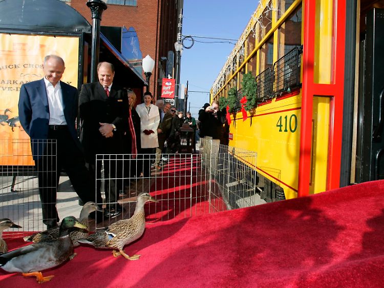 Gefiederte Stars: Im Peabody Hotel flanieren die Enten über den roten Teppich - und das jeden Tag.