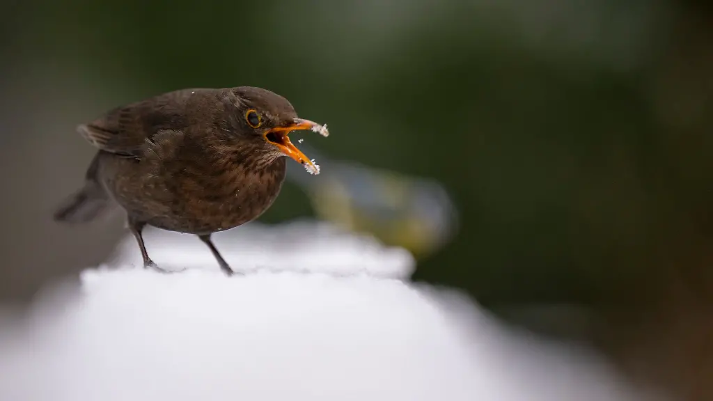 Eine-Amsel-sitzt-auf-einem-schneebedeckten-Brueckengelaender-im-Schlosspark-Charlottenburg