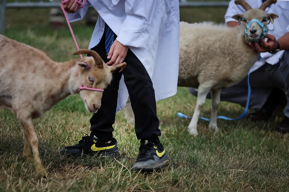 2023-12-21T081110Z-559438898-RC2LN1AKNM6H-RTRMADP-3-BRITAIN-EDUCATION-FARM