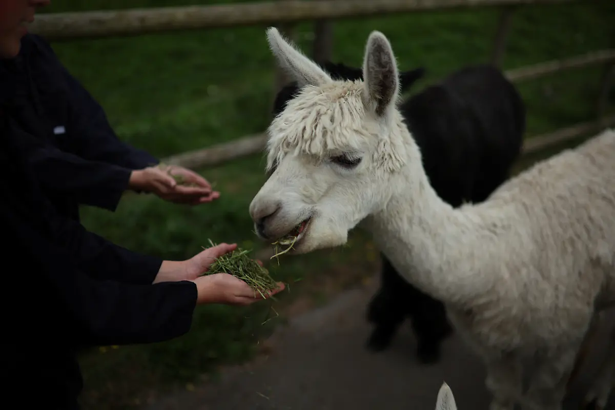 2023-12-21T081105Z-922658928-RC2E63AOVITB-RTRMADP-3-BRITAIN-EDUCATION-FARM