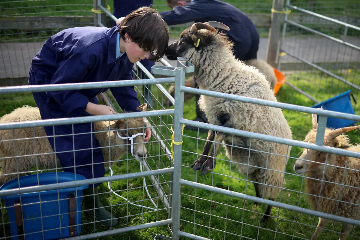 2023-12-21T081114Z-1907411437-RC2Q73AQFBI5-RTRMADP-3-BRITAIN-EDUCATION-FARM