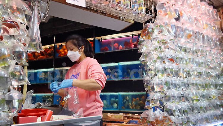 Zierfische hängen in Hongkong in Plastikbeutel verpackt in einer Tierhandlung zum Verkauf.