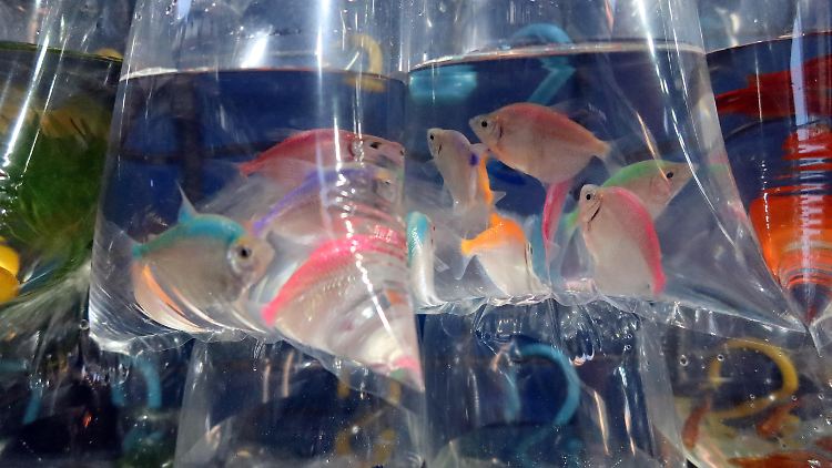 Ein großer Teil der gefangenen Fische stirbt Untersuchungen zufolge beim Transport.