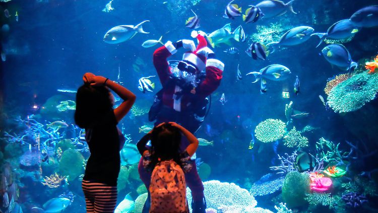 Fische im Aquarium - faszinierend. Da kann bei Kindern schon mal der Wunsch aufkommen, sich das für zu Hause zu wünschen.