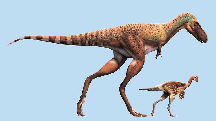 Größenvergleich 1: ein Gorgosaurus und eins seiner Beutetiere.
