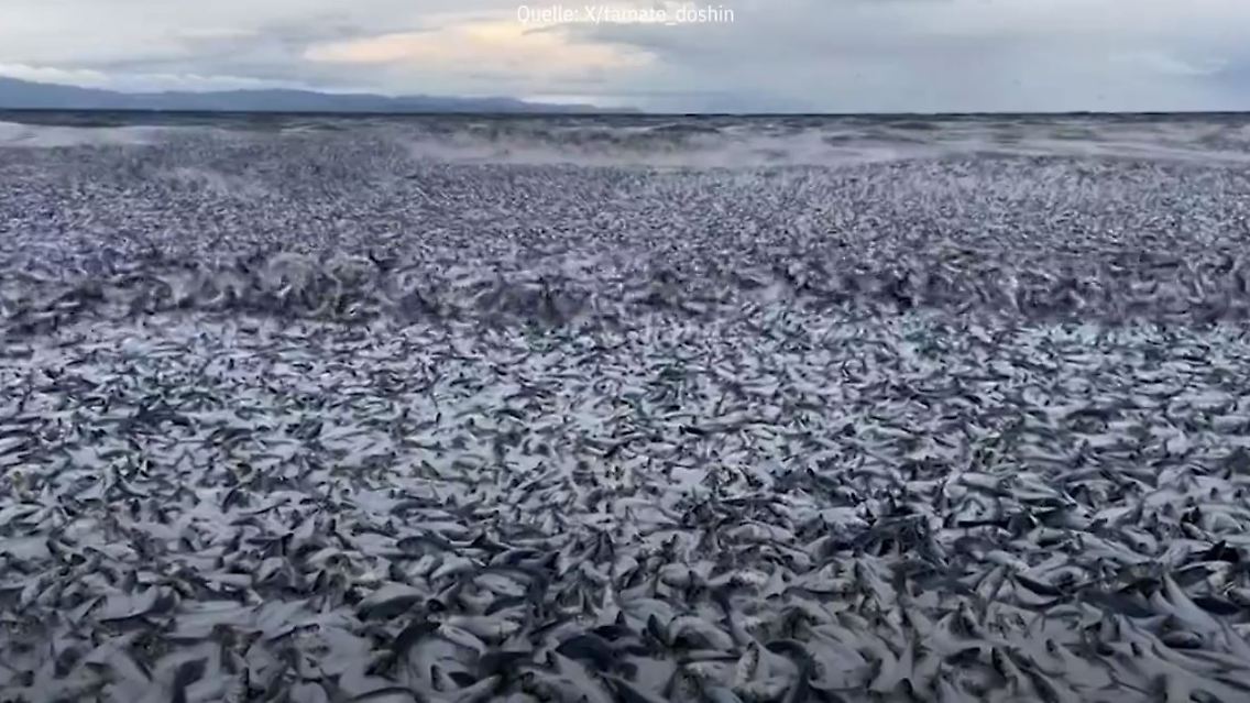 fische.JPG