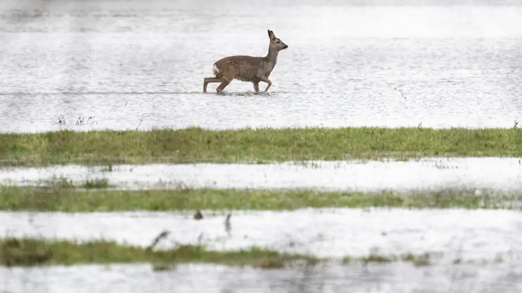 reh-Hochwasser