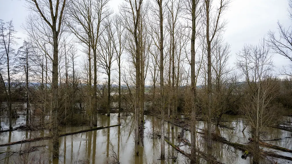 Baeume-im-Main-stehen-zu-grossen-Teilen-unter-Wasser