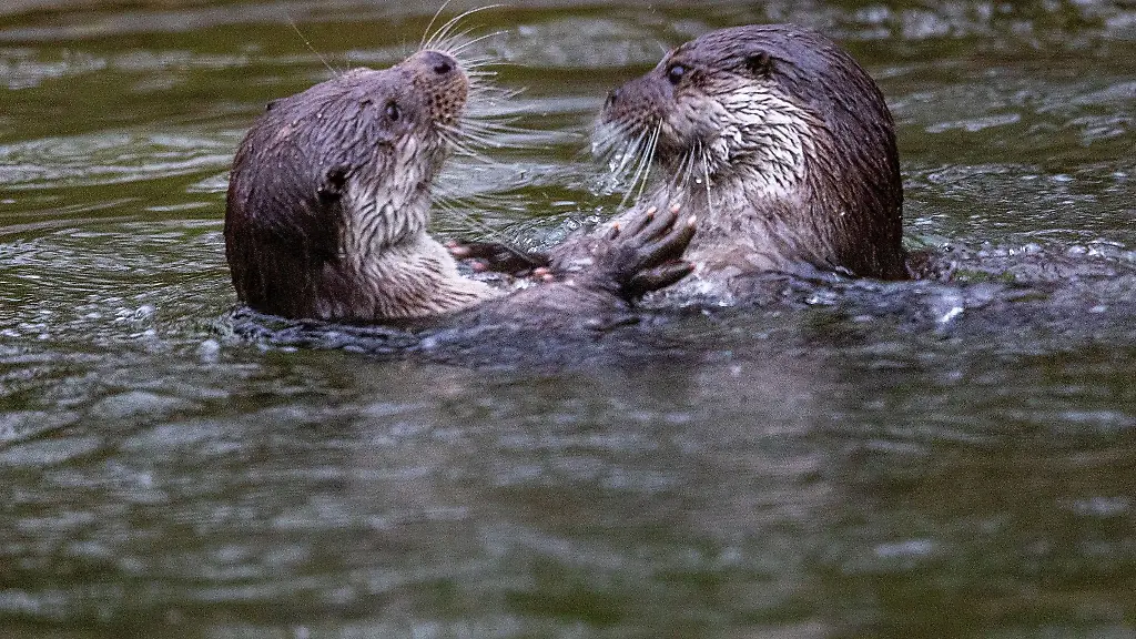 Zwei-Fischotter-toben-im-Wasserbecken-im-Rostocker-Zoo