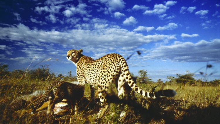 Stets auf der Suche nach Futter für sich und ihre Jungen: eine Gepardin in der Serengeti.