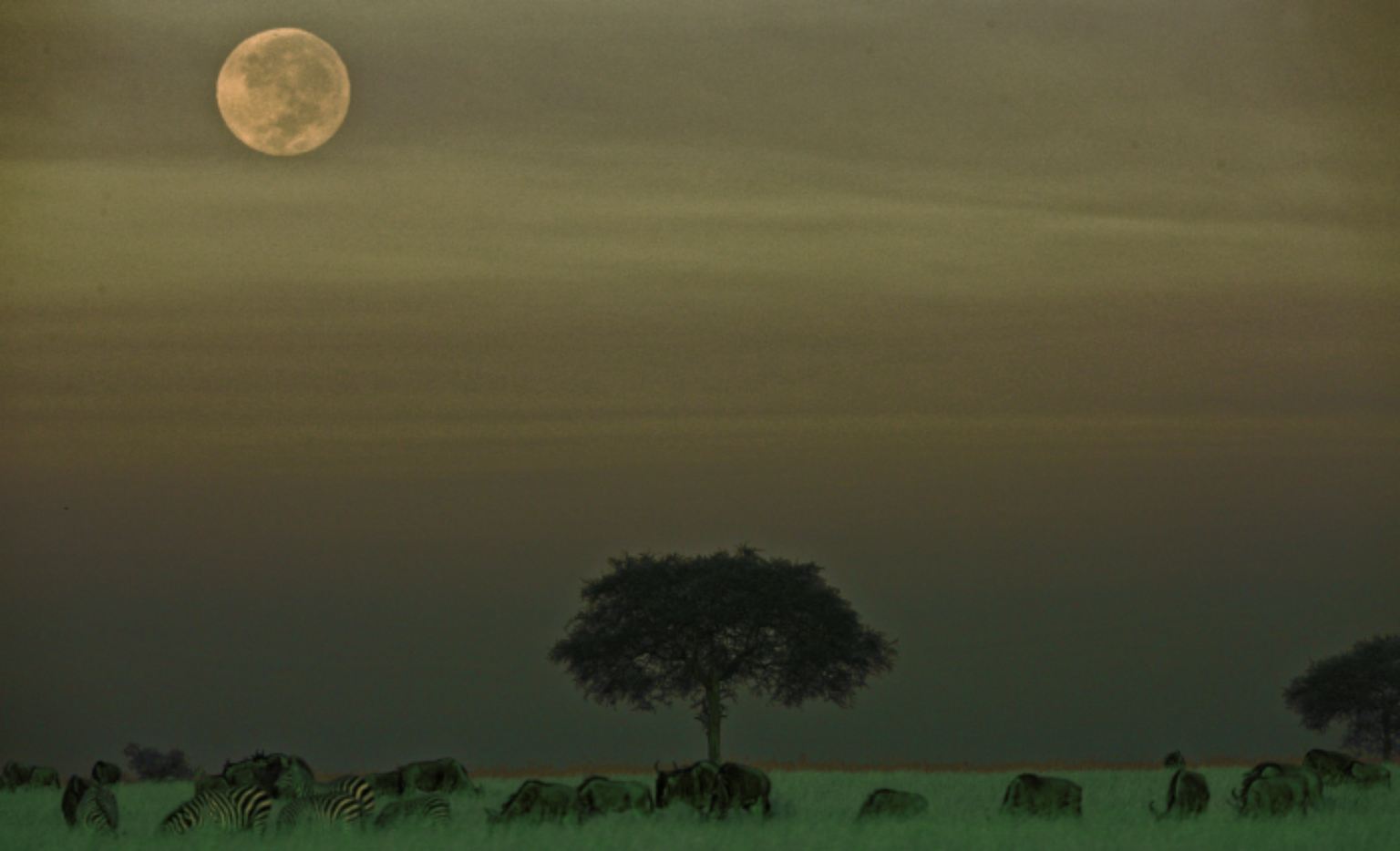 Die Serengeti – sie erstreckt sich vom Norden Tansanias bis nach Kenia über eine Fläche von rund 30.000 Quadratkilometern.