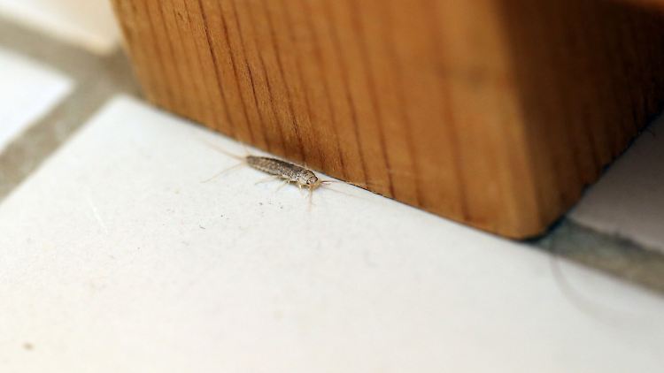 Ein Silberfischchen im Bad stellt noch keinen Befall dar. Bei 10 bis 15 Silberfischcehn sieht die Sachlage schon anders aus.