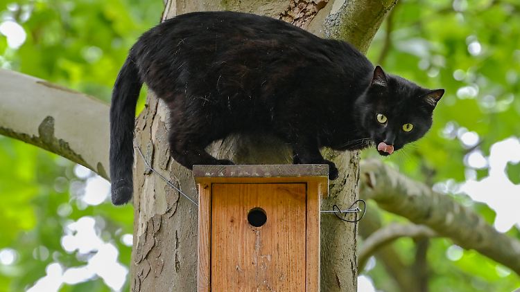 Allein die Katzen in Deutschland töten jedes Jahr Dutzende Millionen Vögel.