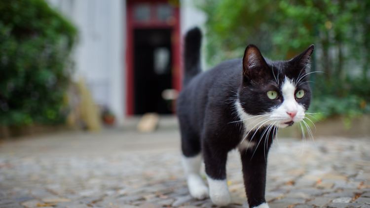 Erbarmungslose Räuber: Katzen fressen so gut wie jedes Tier, das sie erbeuten können.