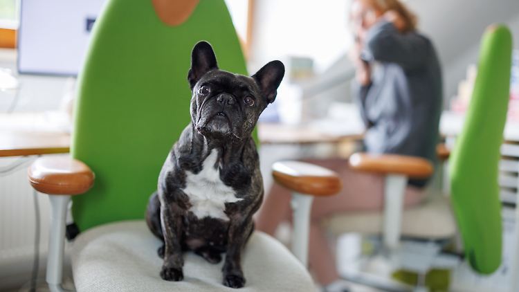 Die Büro-Bulldogge Klärchen in der Werbeagentur media4nature in Nürnberg ist bei Kollegen sehr beliebt.