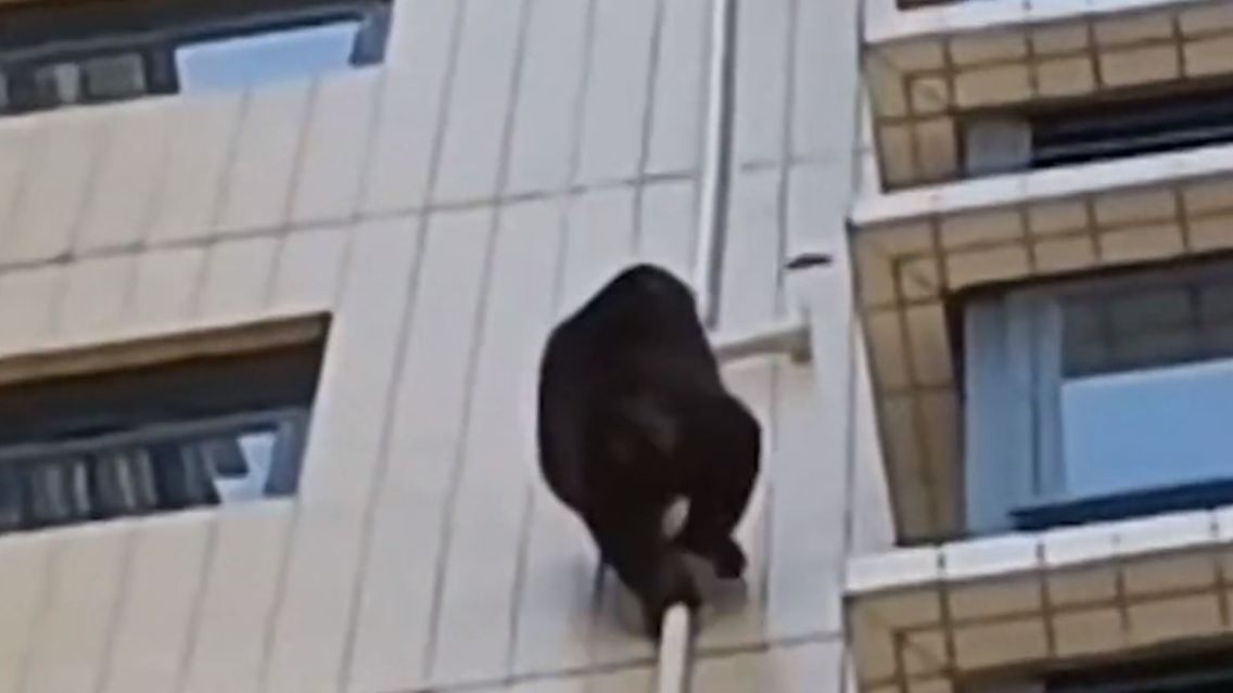 gorilla.JPG