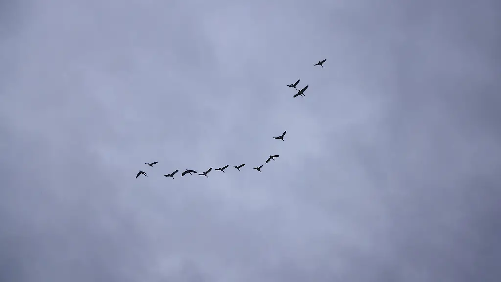 Zugvoegel-fliegen-vor-dunklen-Wolken-vorbei