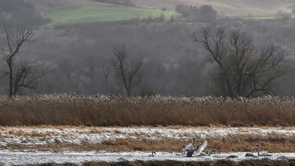 Singschwaene-schwimmen-im-Nationalpark-Unteres-Odertal-auf-dem-Criewener-Polder-und-den-ueberfluteten-Auenwiesen