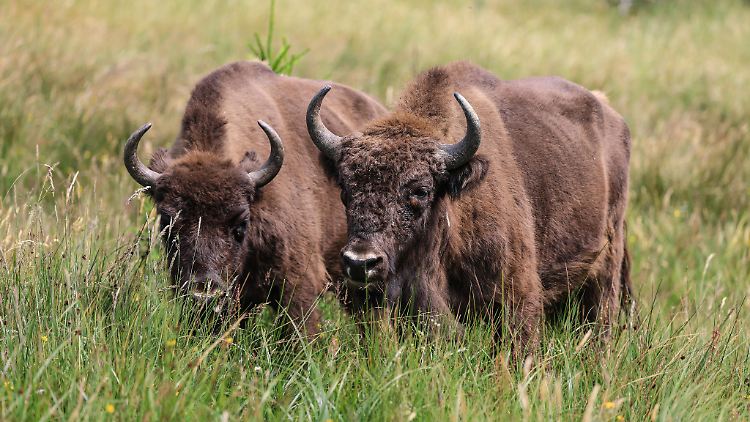 Internationalen Zucht- und Wiederansiedlungsprojekten sei dank, leben in Europa wieder 7300 Tiere in freier Wildbahn.