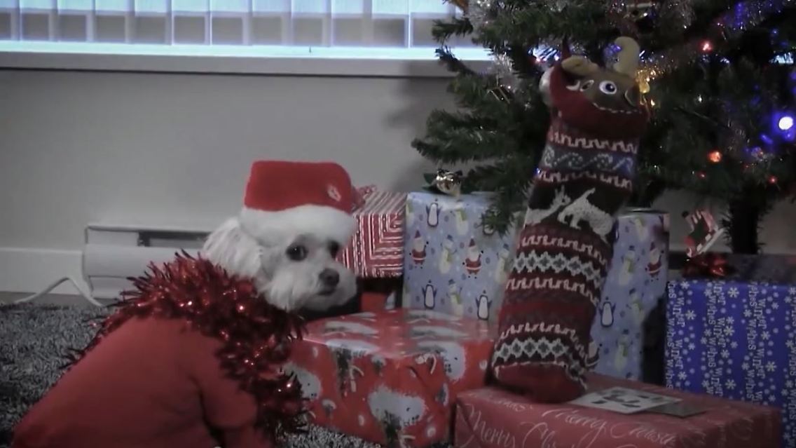 HundWeihnachten.JPG