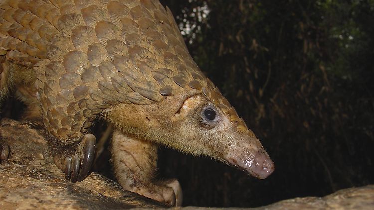 Ein Weißbauchschuppentier im Nationalpark Cuvette im Kongo.