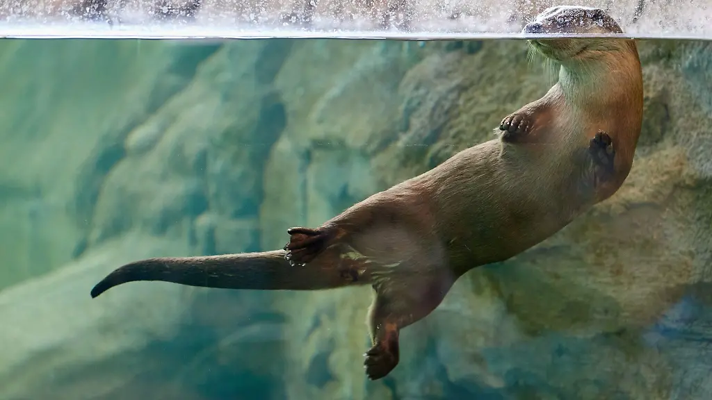 Ein-Fischotter-schwimmt-in-der-neuen-Fischotteranlage-im-Nationalparkzentrum-Multimar-Wattforum