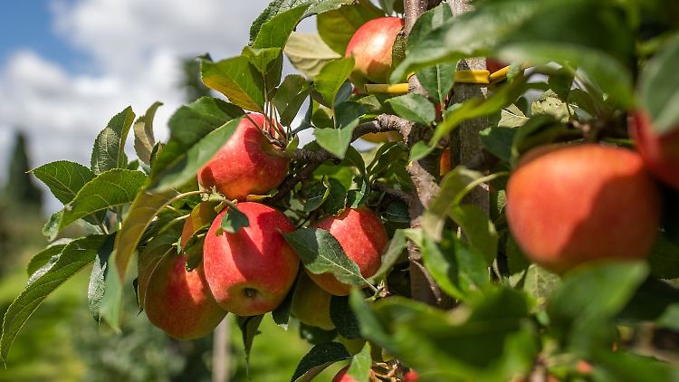 Trotz schlechter Ernte das mit Abstand wichtigste Baumobst in Deutschland: der Apfel.
