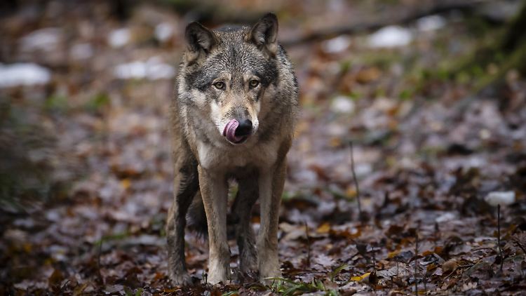 Wölfe sind Weidetierhaltern oft ein Dorn im Auge.