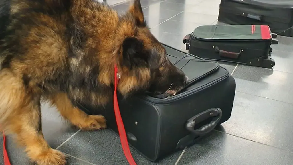 Drogenspuerhuendin-Fluse-im-Einsatz-am-Flughafen-BER-undatierte-Aufnahme