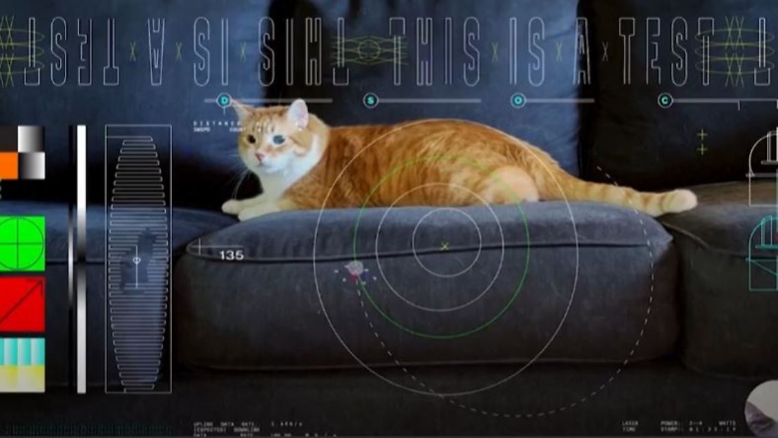 Katze.JPG