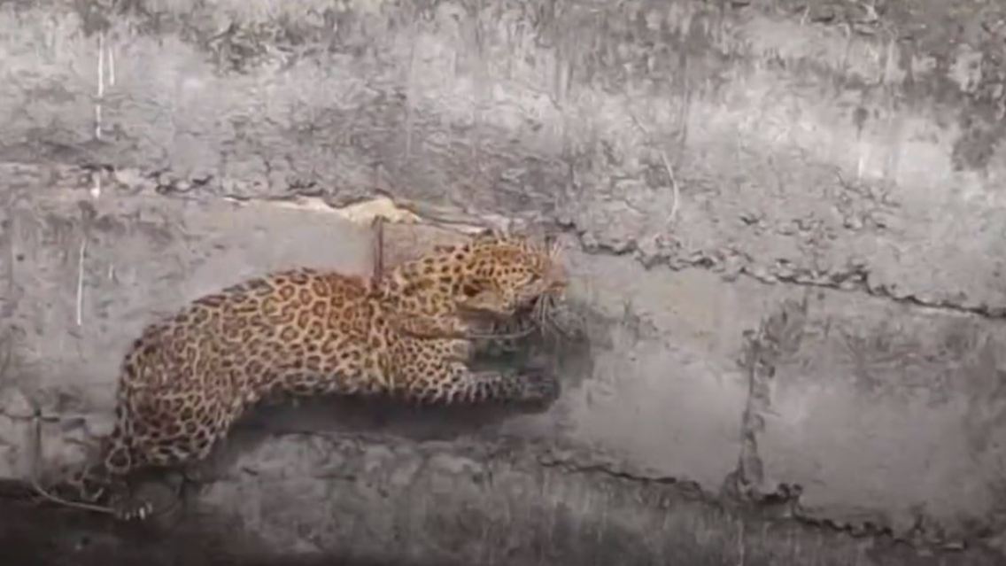 leopard.JPG