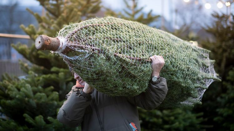 Nicht der Weihnachtsbaum, sondern dessen Kauf zählt zur deutschen Leitkultur. Das jedenfalls meint der CDU-Vorsitzende Merz.