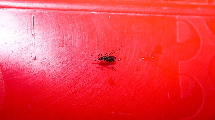 Mücken wie diese sind Überträgerinnen des Dengue-Virus.