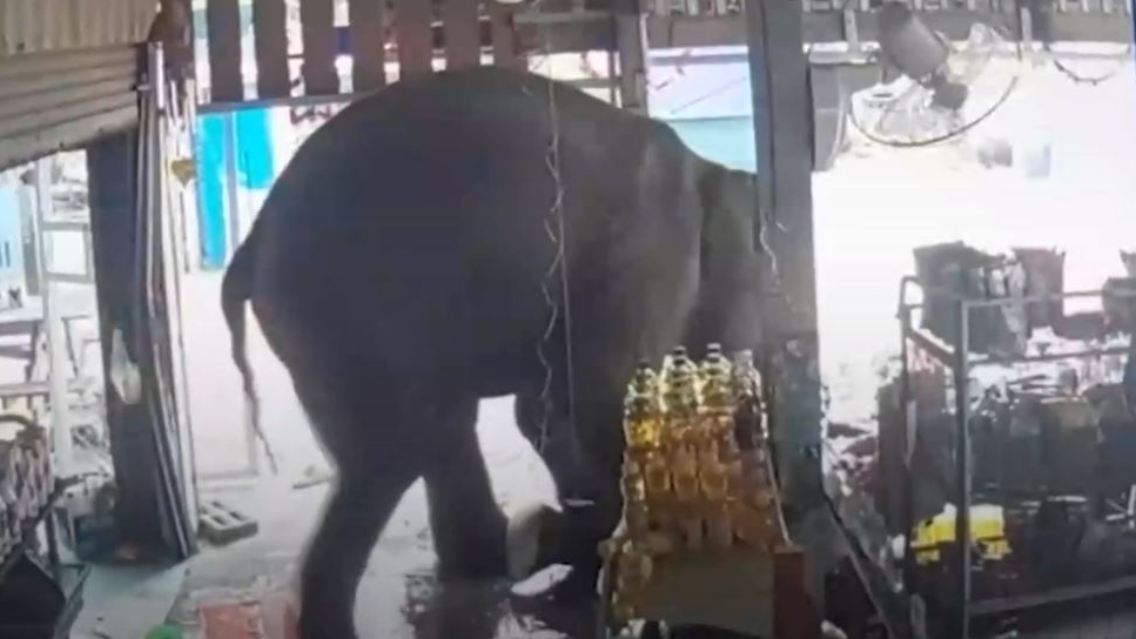 elefant.JPG