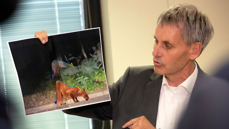 Michael Grubert, Bürgermeister von Kleinmachnow, gibt im Sommer Entwarnung: Bei dem gesuchten Raubtier kann es sich nicht um eine Löwin handeln. 
