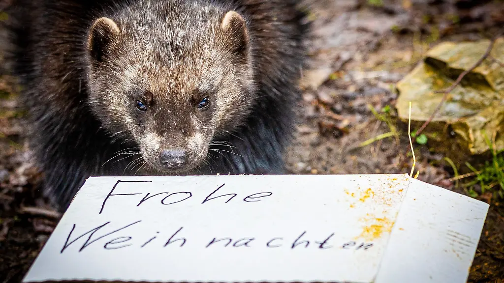 Ein-Vielfrass-begutachtet-bei-regnerischem-Wetter-an-Heiligabend-im-Zoo-Osnabrueck-neugierig-einen-Karton