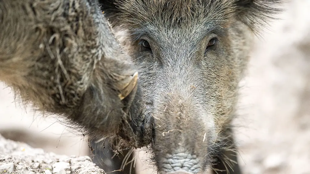 Zwei-junge-Wildschweine-erkennbar-an-noch-braunem-Fell-stehen-in-ihrem-Gehege