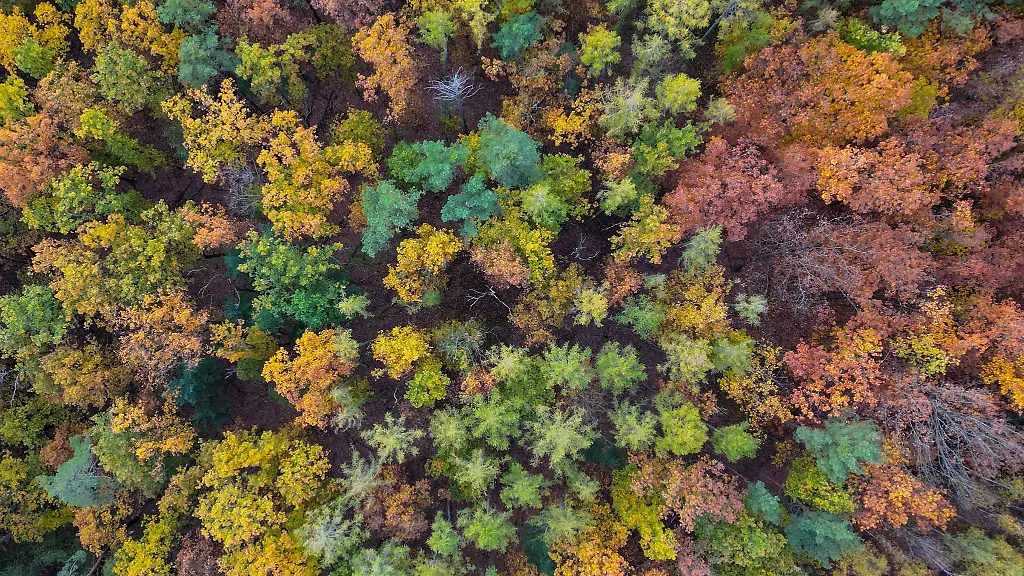 Ein-Wald-aus-Laubbaeumen