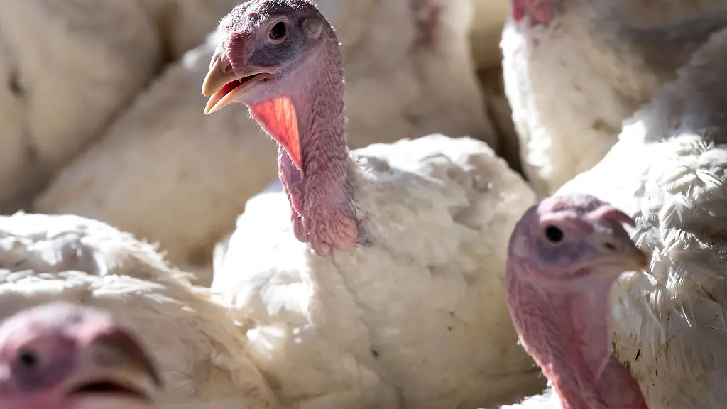 Puten-stehen-in-einem-Putenstall