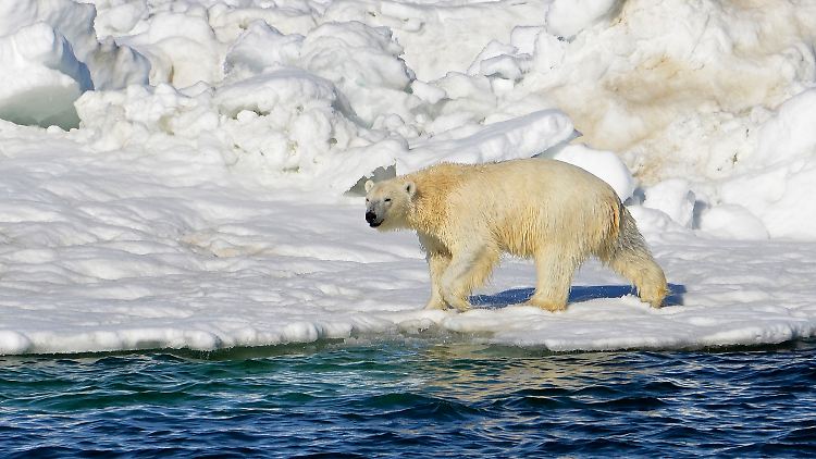 Eisbären sind bereits vom Aussterben bedroht - und jetzt auch noch durch die Vogelgrippe gefährdet. 