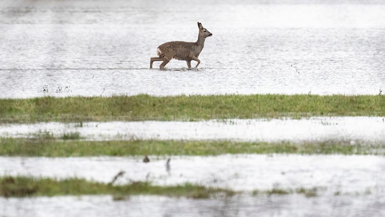 Ein Reh stakst über eine überflutete Wiese: Rehe ziehen sich bei Überschwemmungen an halbwegs trockene Orte im Wald zurück - zumindest in Gebieten, wo das möglich ist.