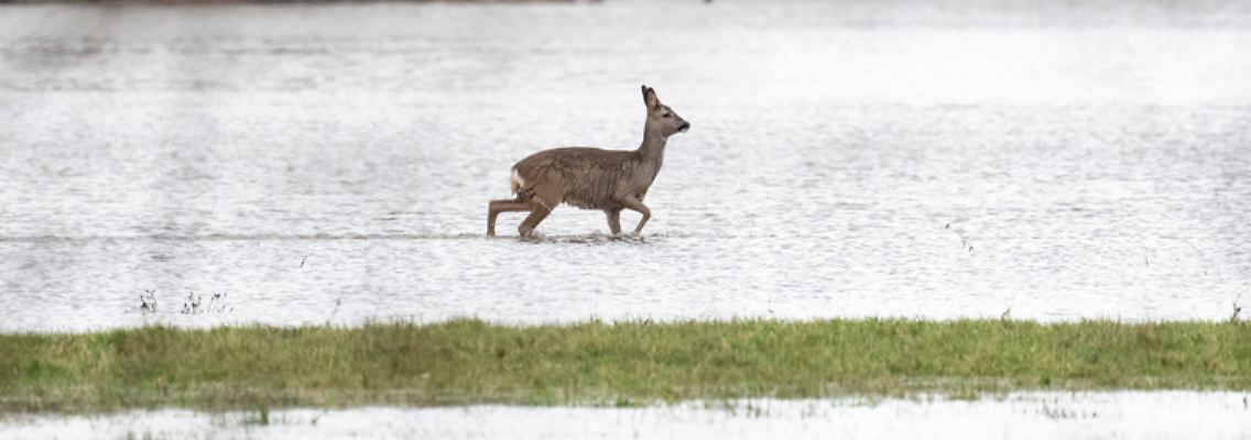 reh Hochwasser.jpg