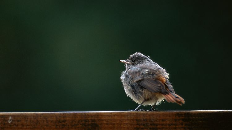 Dick aufgeplustert: ein Hausrotschwanz. Er ist eigentlich ein Zugvogel, der aber zunehmend hier überwintert.