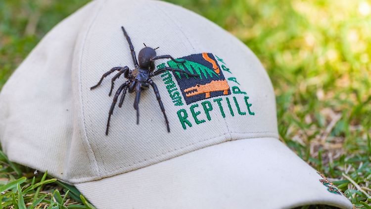 Die auf den Namen Herkules getaufte Spinne ist von Beinspitze zu Beinspitze 7,9 Zentimeter lang.